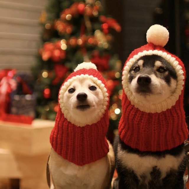 暖かい素敵な秋冬ペット犬クリスマス帽子用柴犬フレンチブルドッグテディビションゴールデンレトリバーの通販はau Pay マーケット キキ屋