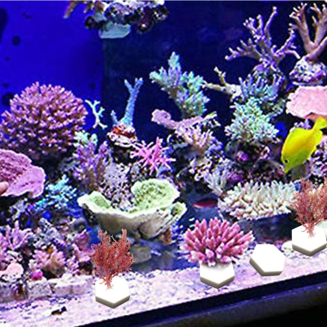 10 ピース/セット海水サンゴフレーム繁殖セラミックベース六角形サンゴ 