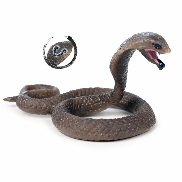 Amazon.co.jp: 動物のスケルトン ヘビのスケルトン モデル