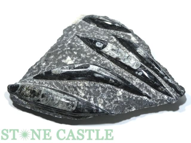 オルソセラス化石 直角貝 オルソセラス 化石 オブジェ コレクション