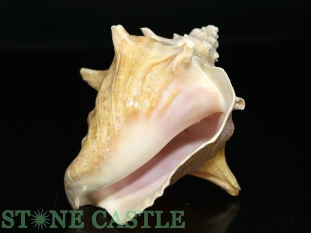 希少なコンク貝 コンクシェル ピンク貝だ！！ コンクシェル クイーンオブコンクシェル ピンクコンク貝 クィーン