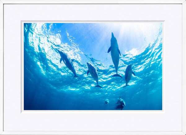 WITH FOTO インテリアフォト額装 A3 バハマ諸島のイルカ Bahamas Dolphin