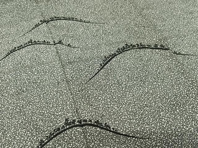 平和屋着物○訪問着 樹林文 黒地 正絹 逸品 AABB6585zg