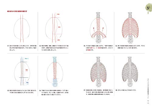 ソッカの美術解剖学ノート_2