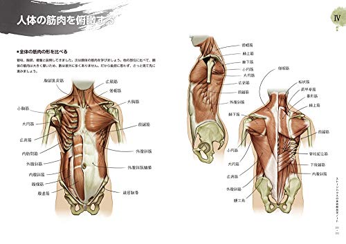 ソッカの美術解剖学ノート_3