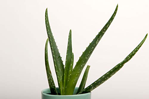 スーペリア スーペリア背景紙BPS-1305(1.35×5.5m) No.28スノー