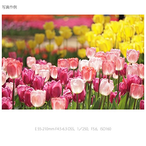 SONY 望遠ズームレンズ E 55-210mm F4.5-6.3 OSS ソニー Eマウント用 APS-C専用 SEL55210