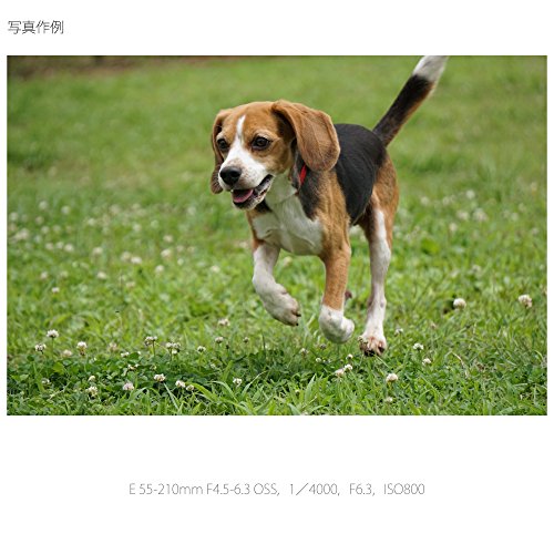 SONY 望遠ズームレンズ E 55-210mm F4.5-6.3 OSS ソニー Eマウント用 APS-C専用 SEL55210