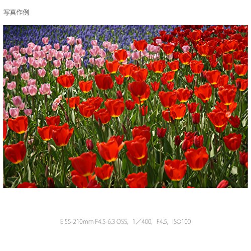 SONY 望遠ズームレンズ E 55-210mm F4.5-6.3 OSS ソニー Eマウント用 APS-C専用 SEL55210