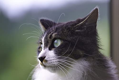 SONY(ソニー) 望遠ズームレンズ フルサイズ FE 70-300mm F4.5-5.6 G OSS Gレンズ デジタル一眼カメラα[Eマウント]用 純正レンズ SEL70300G