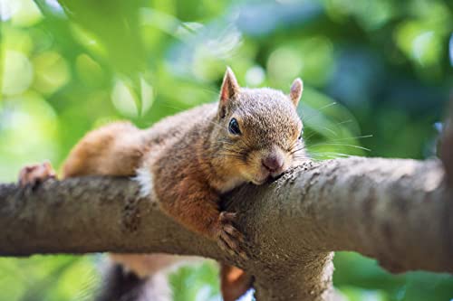 SONY(ソニー) 望遠ズームレンズ フルサイズ FE 70-300mm F4.5-5.6 G OSS Gレンズ デジタル一眼カメラα[Eマウント]用 純正レンズ SEL70300G