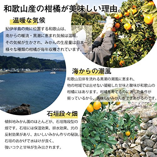 伊藤農園 [ みかん 清見 ジュース スイーツ ] ゼリー 寒天 ジュレ オレンジゼリー パウチタイプ 化学添加物不使用 15個 甘め 伊藤農園 [ みかん 清見 ジュース スイーツ ] ゼリー 寒天 ジュレ