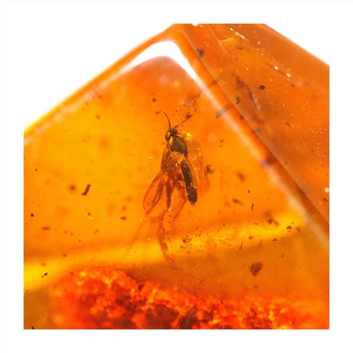 [N2 STONE NATURAL] 天然化石 虫入り琥珀 (コハク/BALTIC AMBER WITH INSECT) / 標本 | (15 | ”一点物” [琥珀: 約0.9G, 16X11X9.5MM | 虫: 約3MM])