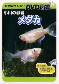 自然なぜなに Dvd図鑑 小川の忍者 メダカ 中古dvd レンタル落ちの通販はau Pay マーケット お宝イータウン