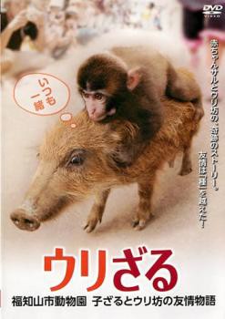 ウリざる 福知山市動物園 子ざるとウリ坊の友情物語 中古DVD レンタル落ち