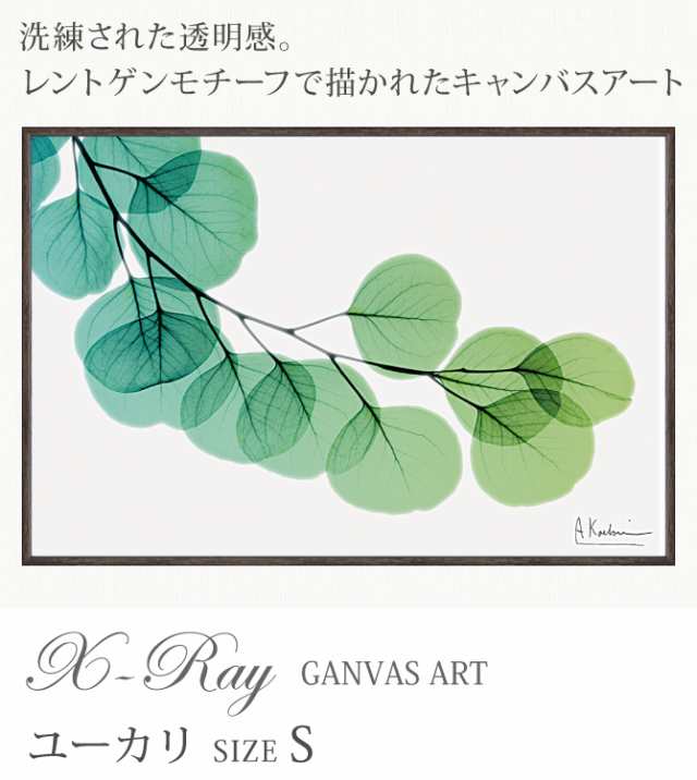 x-ray アートフレーム キャンバスアート 植物 自然 アートパネル