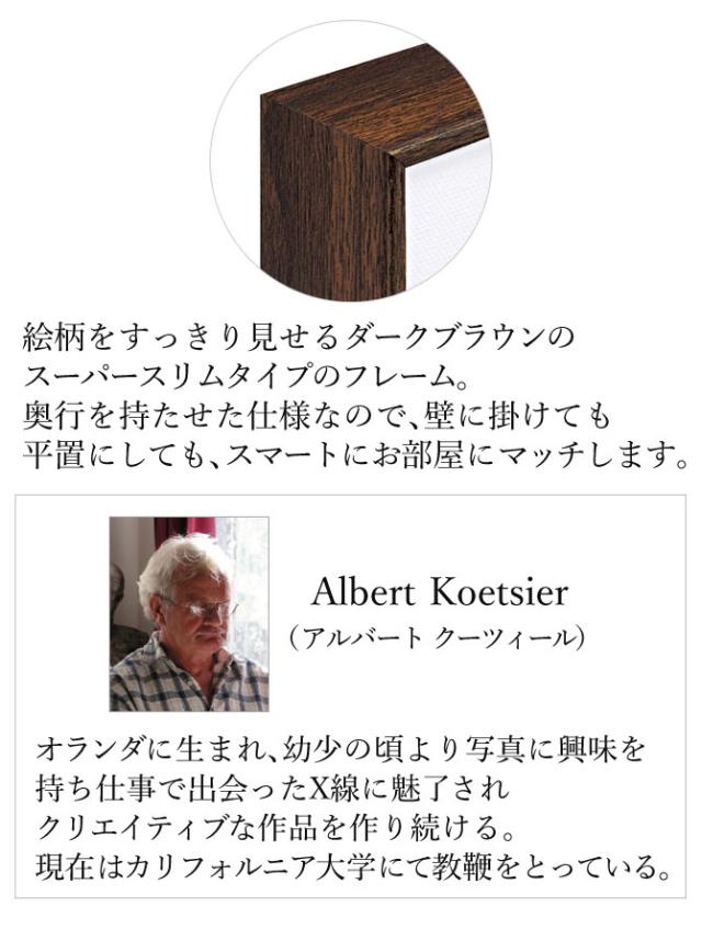 x-ray アートフレーム キャンバスアート 花 アートパネル モダン