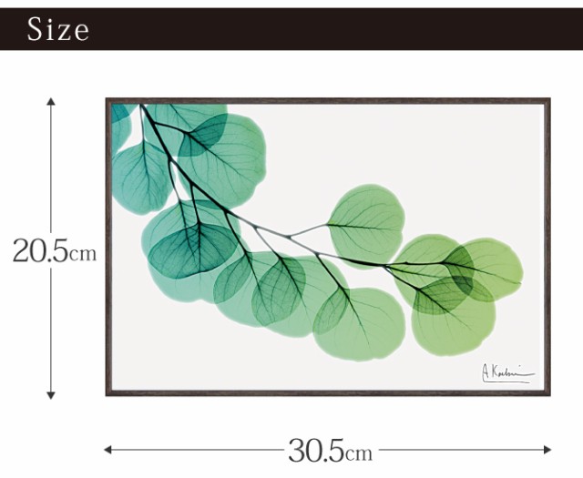 x-ray アートフレーム キャンバスアート 植物 自然 アートパネル