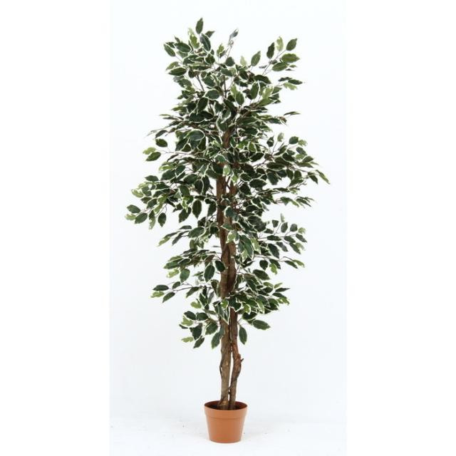 観葉植物 フィカス 690 B 19843 fj-52663 観葉植物 花 観葉植物