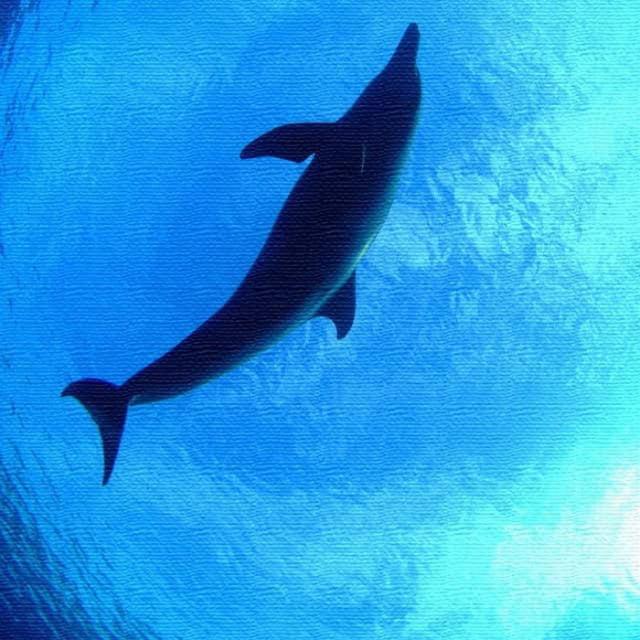 うみカメラマン むらいさち イルカ Sachi Murai XLサイズ 100cm×100cm アートパネル ファブリックパネル アートボード インテリアパネル 壁掛け 日本製 ラッピング付き lib-mur-0002-xl アートパネル アートボード 壁紙 装飾フィルム 送料無料 北欧 モダン 家具 インテリア の通販は