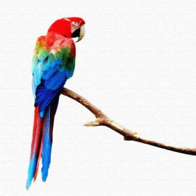 インコ ANIMAL XLサイズ 100cm×100cm アートパネル ファブリックパネル アートボード インテリアパネル 壁掛け 日本製 ラッピング付き lib-pho-0046-xl アートパネル アートボード 壁紙 装飾フィルム 送料無料 北欧 モダン 家具 インテリア ナチュラル テイスト 新生活 オスの通販は