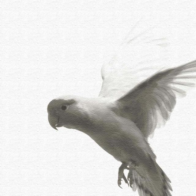 鳥 pho-0109 XLサイズ 100cm×100cm アートパネル ファブリックパネル アートボード インテリアパネル 壁掛け 日本製 ラッピング付き lib-pho-0109-xl  アートパネル アートボード 壁紙 装飾フィルム 送料無料 北欧 モダン 家具 インテリア ナチュラル テイスト 新生活 オススの通販は 14,153円