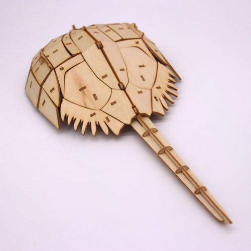 シ*ン様 カブトガニ 標本 木製ケース入り　国産 シ*ン様 カブトガニ 標本 木製ケース入り 国産 シ*ン様