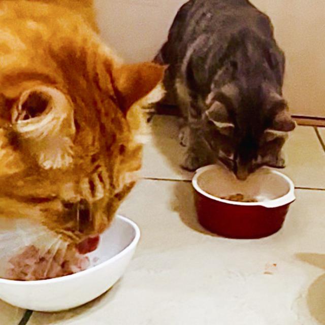 ONOMICHI 猫節 １０g(２ｇ×５) ２０箱セット 本枯節 まるじょう 送料込み 鰹節 かつお おつまみ おやつ_9