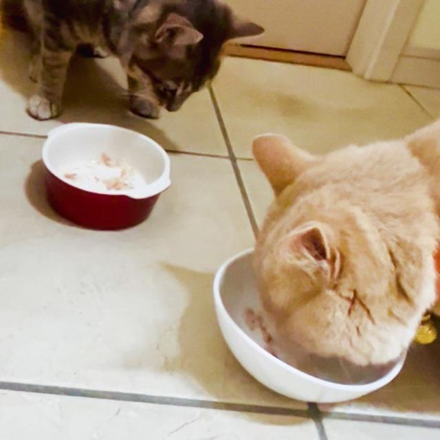 ONOMICHI 猫節 １０g(２ｇ×５) ２０箱セット 本枯節 まるじょう 送料込み 鰹節 かつお おつまみ おやつ_10
