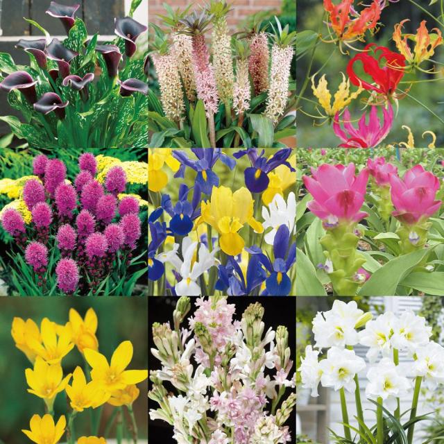 球根 春植え球根福袋(品種見計らい・名称付き) 30球以上