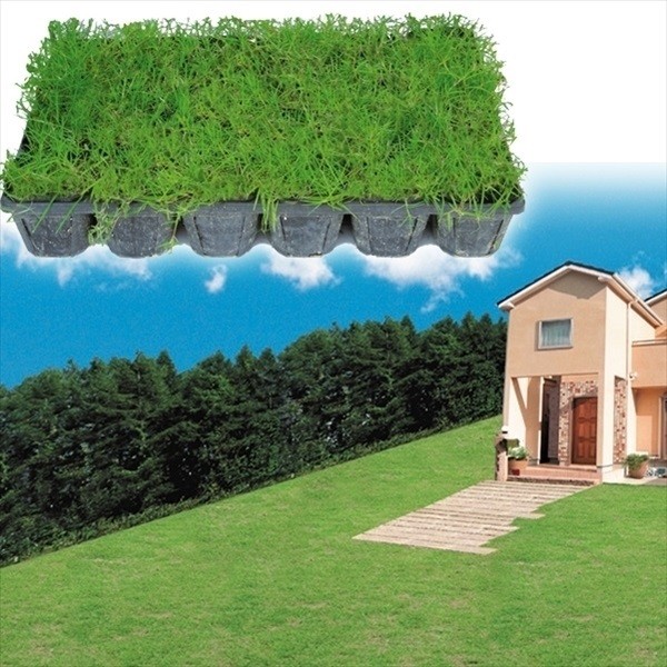 花苗 芝生 スパイダーグラス 24株