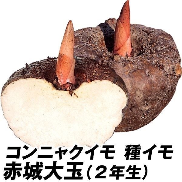 種芋 コンニャクイモ 赤城大玉(2年生) 50個