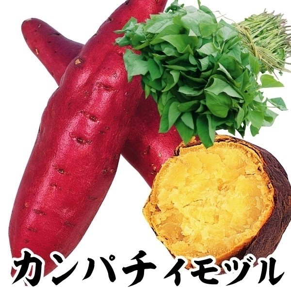 イモヅル 芋づる カンパチイモヅル 50本