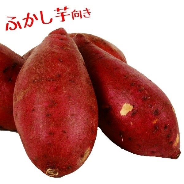 イモヅル 芋づる べにまさりPVPイモヅル 50本