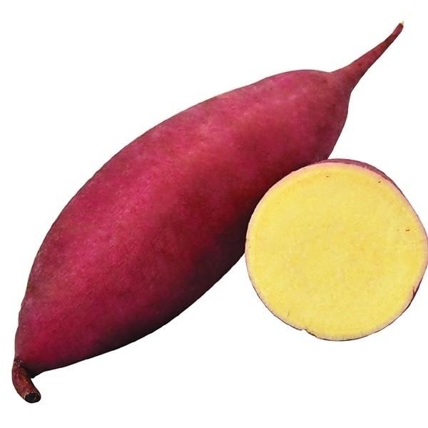 イモヅル 芋づる ほしこがねPVPイモヅル 50本