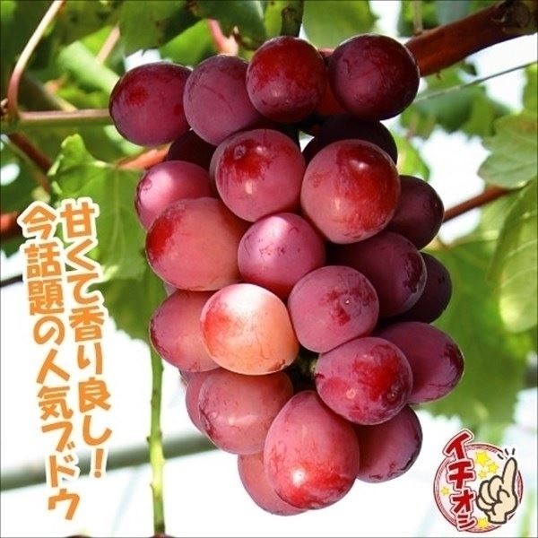 果樹苗 ブドウ クイーンニーナPVP 1株