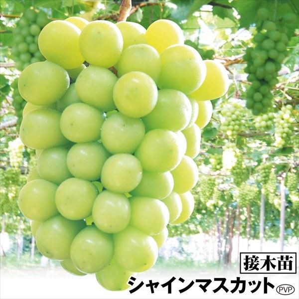 果樹苗 ブドウ シャインマスカットPVP接木苗 5株の通販はau PAY 