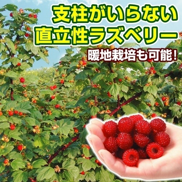 果樹苗 キイチゴ ウルトララズベリー 超大王(HARA-Rasp 品種登録出願中) 3株
