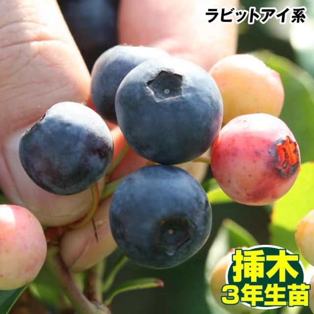 果樹苗 ラビットアイ系ブルーベリー バルドウィン 挿木3年生苗 1株