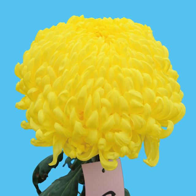 菊苗 大菊 国華燦々（農林水産省品種登録出願予定) 1芽