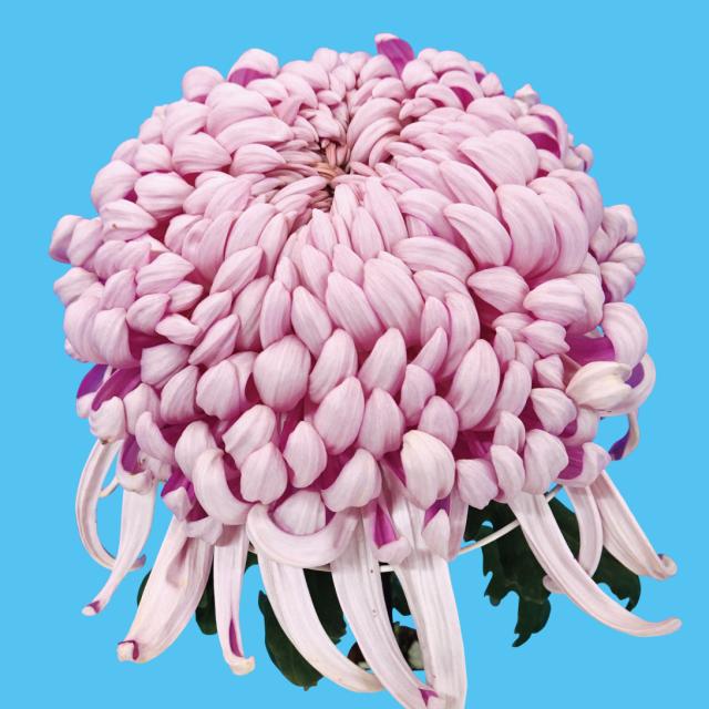 菊苗 大菊 国華常福（農林水産省品種登録出願予定) 1芽