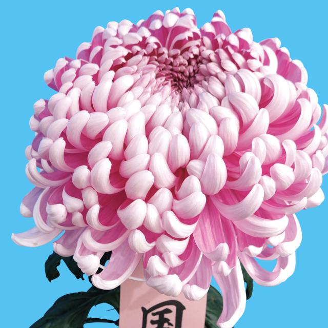 菊苗 大菊 国華深紅（農林水産省品種登録出願予定) 1芽 5,768円