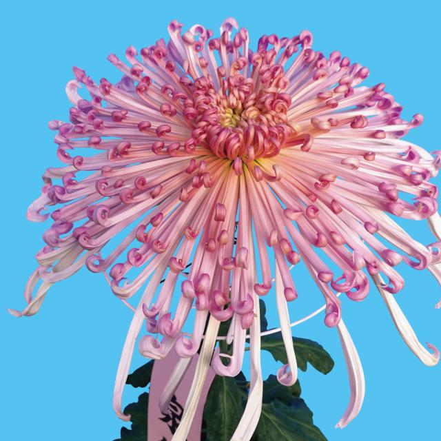 菊苗 大菊 泉郷飛花（農林水産省品種登録出願予定) 1芽