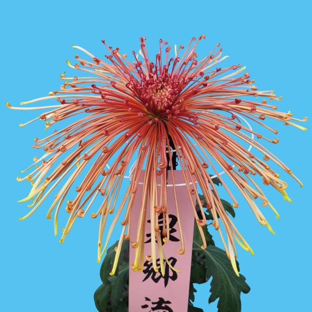 菊苗 大菊 泉郷流水（農林水産省品種登録出願予定) 1芽