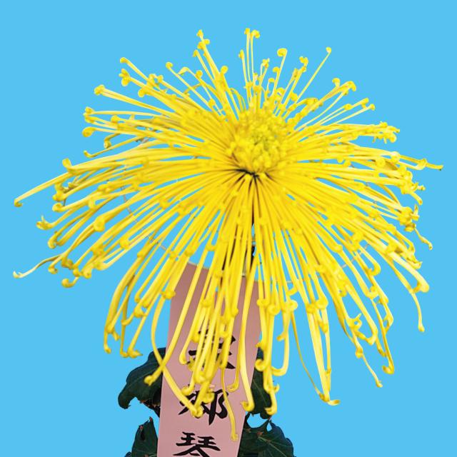 菊苗 大菊 泉郷琴線（農林水産省品種登録出願予定) 1芽