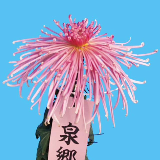 菊苗 大菊 泉郷清音（農林水産省品種登録出願予定) 1芽 5,389円