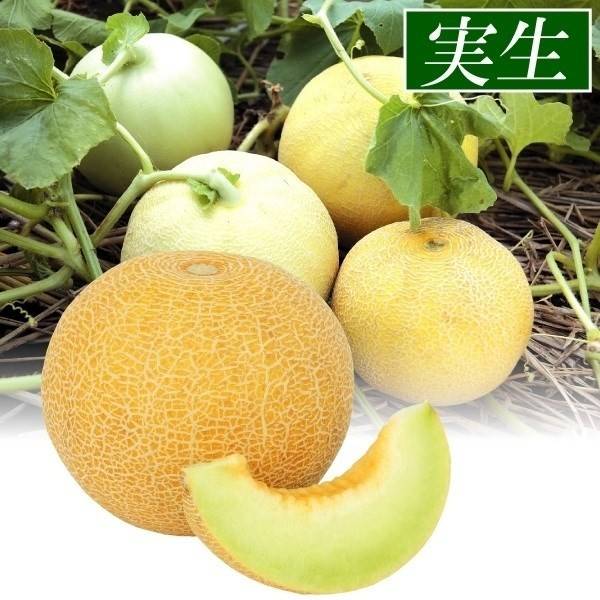 実生野菜苗 メロン F1ころたんR 8株