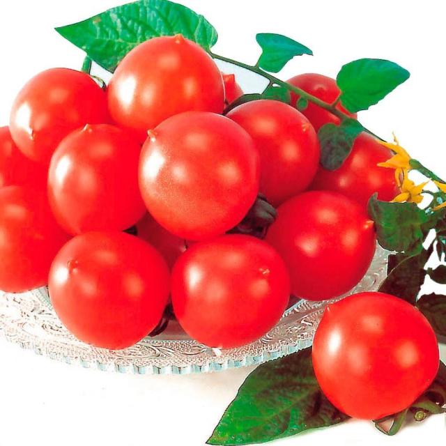 実生野菜苗 中玉トマト F1甘熟むすめ 56株