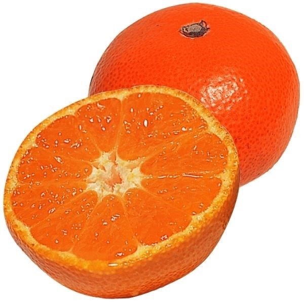 果樹苗 カンキツ 温州みかん 山下紅早生 3株