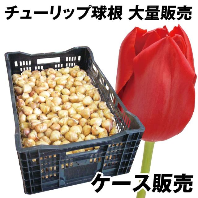 チューリップ 球根 赤花 ケース販売 特大球(球周 約12cm) 600球
